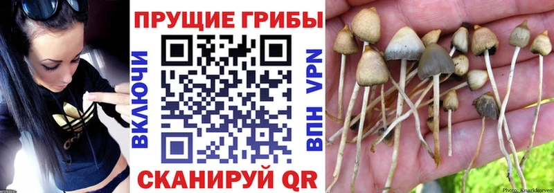 Псилоцибиновые грибы прущие грибы  Тетюши 
